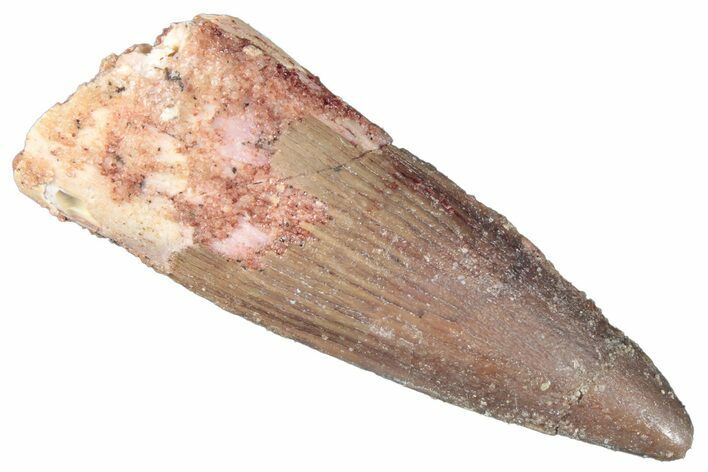 Fossil Spinosaurus Tooth - Real Dinosaur Tooth #269158